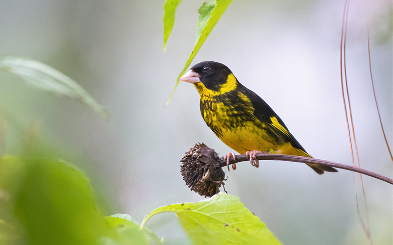 Vietnamese Greenfinch (Chloris monguilloti) at Da Lat Plateau, Southern Vietnam. Photo by: Phuc Le - Vietnam Birdwatching Tours - Vietbirdtours.com